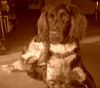 Kleiner Münsterländer Foto: °*° Das ist Falk unser kleiner Münsterländer und liebling der Familie! °*° (ID 33558) Kleiner Münsterländer Hund