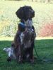 Kleiner Münsterländer Foto: Das ist unser kleiner (großer) Münsterländer Falk ;) (ID 37772) Kleiner Münsterländer Hund