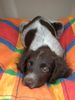 Kleiner Münsterländer Foto: Choice vom Tannzapfenland - 11 Wochen alt (ID 2219) Kleiner Münsterländer Hund