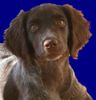Kleiner Münsterländer Foto: Choice mit 15 Wochen (ID 2749) Kleiner Münsterländer Hund