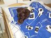 Kleiner Münsterländer Foto: Astin ist müde und mit HSV schläft es sich doch am besten! :-) (ID 23984) Kleiner Münsterländer Hund