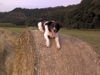 Kleiner Münsterländer Foto: meine Daisy 7 Jahre alt (ID 34550) Kleiner Münsterländer Hund
