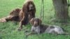 Kleiner Münsterländer Foto: Der 9 jährige DL Rüde Quincy mit dem 6 Monate alten KLM Rüden Barko (ID 36012) Kleiner Münsterländer Hund