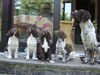 Kleiner Münsterländer Foto: Anton, Lutz, Afra, Carlo und Paula (ID 36284) Kleiner Münsterländer Hund