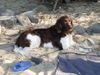 Kleiner Münsterländer Foto: Das ist Jango und er ist 7 Jahre alt! (ID 4603) Kleiner Münsterländer Hund