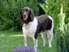 Kleiner Münsterländer Foto: Jango daheim!!! (ID 4607) Kleiner Münsterländer Hund