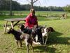 Kleiner Münsterländer Foto: unsere Meute (ID 2821) Kleiner Münsterländer Hund