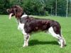 Kleiner Münsterländer Foto: Zacke aus Schweden, 2½ Jahre (ID 5490) Kleiner Münsterländer Hund