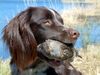 Kleiner Münsterländer Foto: Zacke aus Schweden, 2Jahre (ID 5489) Kleiner Münsterländer Hund
