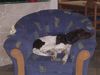Kleiner Münsterländer Foto: nein, ich will nicht spielen (ID 21425) Kleiner Münsterländer Hund