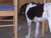 Kleiner Münsterländer Foto: Na,du? (ID 21426) Kleiner Münsterländer Hund