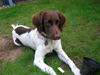 Kleiner Münsterländer Foto: Unsere Mira - 7 Monate alt (ID 35054) Kleiner Münsterländer Hund