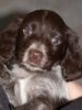 Kleiner Münsterländer Foto: Choice vom Tannzapfenland - 7 Wochen alt (ID 1810) Kleiner Münsterländer Hund