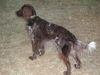Kleiner Münsterländer Foto: Lieber Herr Bertram wir wüschen ihnen frohe Weihnachten und übersenden ihnen ein bild von Sonny den wir vor 3 Jahren bei ihnen kauften,(Liebevoll und ein treuer wegbegleiter) (ID 36006) Kleiner Münsterländer Hund