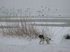 Kleiner Münsterländer Foto: Jabbos erster Schnee. (ID 20061) Kleiner Münsterländer Hund