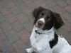 Kleiner Münsterländer Foto: Klein-Jabbo ist immer neugierig. (ID 20156) Kleiner Münsterländer Hund