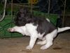 Kleiner Münsterländer Foto: Zirkusreif - Smirre, 2-3 Wochen (ID 22237) Kleiner Münsterländer Hund