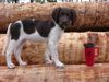 Kleiner Münsterländer Foto: Modelmaße hatte Smirre schon mit 10 Wochen... (ID 22238) Kleiner Münsterländer Hund