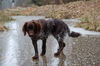 Kleiner Münsterländer Foto: Alter 2 1/2 Jahre ,Dasso aufs Glatteis geführt (ID 41116) Kleiner Münsterländer Hund