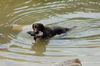 Kleiner Münsterländer Foto: Alter 2 1/2 Jahre ,Dasso,ich hab die Ente (ID 41119) Kleiner Münsterländer Hund