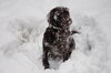 Kleiner Münsterländer Foto: ich habe mich mit Schnee getarnt,alter 14 Monate (ID 41238) Kleiner Münsterländer Hund