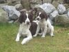 Kleiner Münsterländer Foto: Django 9 1/2 monate und Smokey 10 wochen. (ID 2636) Kleiner Münsterländer Hund