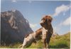 Kleiner Münsterländer Foto: Django auf der Krapfenkarspitze (Karwendel) (ID 7425) Kleiner Münsterländer Hund