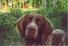 Kleiner Münsterländer Foto: ...und hier Django´s (1 1/2 Jahre) treuer Hundeblick (ID 7427) Kleiner Münsterländer Hund