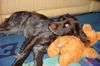 Kleiner Münsterländer Foto: Yske heeft eindelijk rust (ID 11934) Kleiner Münsterländer Hund