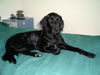 Kleiner Münsterländer Foto: Else ! KlM+Flat-Coat-Mix (ID 35783) Kleiner Münsterländer Hund