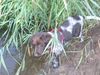 Kleiner Münsterländer Foto: 12 wochen alt (ID 19435) Kleiner Münsterländer Hund