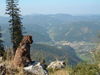 Kleiner Münsterländer Foto: Gero hat den Überblick (ID 28871) Kleiner Münsterländer Hund