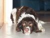 Kleiner Münsterländer Foto: Liebe KLM-Freunde, dieses Bild zeigt meinen Rüden Taps (5) (ID 2572) Kleiner Münsterländer Hund