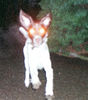 Kleiner Münsterländer Foto: so lebte er (ID 27310) Kleiner Münsterländer Hund