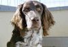 Kleiner Münsterländer Foto: Hallo! Ich bin der Sisco aus der Schweiz (ID 4146) Kleiner Münsterländer Hund