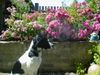 Kleiner Münsterländer Foto: Sally vor den Rosen (ID 12938) Kleiner Münsterländer Hund