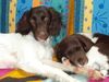 Kleiner Münsterländer Foto: Maxi & Tiger (er als Hundebaby braucht viel Schlaf!!! (ID 12440) Kleiner Münsterländer Hund