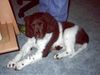 Kleiner Münsterländer Foto: Diese ist ein Münsterländer mit 8 Wochen (ID 19882) Kleiner Münsterländer Hund