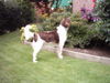 Kleiner Münsterländer Foto: Wo ist das Vögelchen? (ID 29567) Kleiner Münsterländer Hund