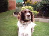 Kleiner Münsterländer Foto: Bin müde vom Spielen (ID 29793) Kleiner Münsterländer Hund