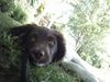 Kleiner Münsterländer Foto: Das ist Emma (ID 9594) Kleiner Münsterländer Hund