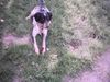 Kleiner Münsterländer Foto: Das ist unser Justin! (ID 5427) Kleiner Münsterländer Hund