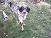 Kleiner Münsterländer Foto: Das ist unser Justin! (ID 5443) Kleiner Münsterländer Hund