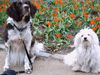Kleiner Münsterländer Foto: Astin und seine kleine Freundin Ronja (ID 23979) Kleiner Münsterländer Hund