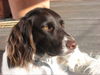 Kleiner Münsterländer Foto: Eila (ID 39499) Kleiner Münsterländer Hund