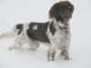 Kleiner Münsterländer Foto: Schnee-Münsti (ID 36689) Kleiner Münsterländer Hund