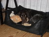 Kleiner Münsterländer Foto: donna beim kuscheln mit ihrer katze (ID 42423) Kleiner Münsterländer Hund