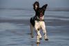 Kleiner Münsterländer Foto: Grisu am Strand - www.klm-grisu.de (ID 37116) Kleiner Münsterländer Hund