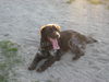 Kleiner Münsterländer Foto: donna auf sylt (ID 42745) Kleiner Münsterländer Hund