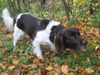 Kleiner Münsterländer Foto: Eiko an der Soeste in Cloppenburg (ID 17138) Kleiner Münsterländer Hund